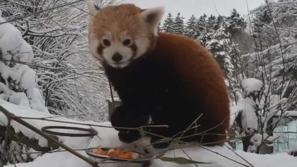 Panda a snídaně na sněhu