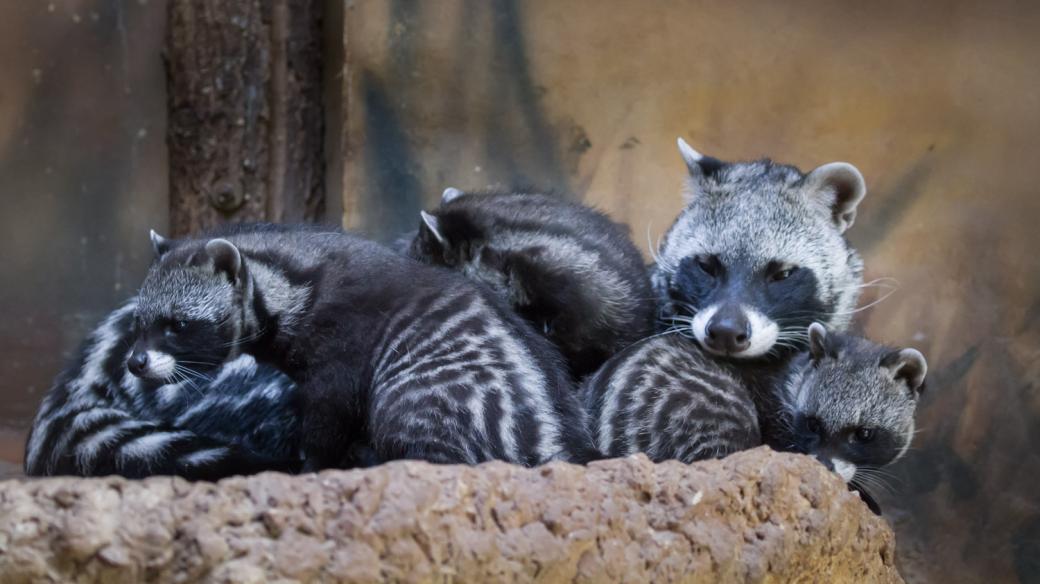 Čtyřčata cibetek máte možnost vidět v Safari Parku Dvůr Králové