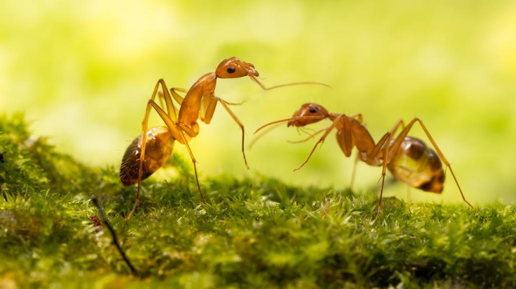 Mravencům anoplolepis gracilipes se říká „žlutí šílenci“