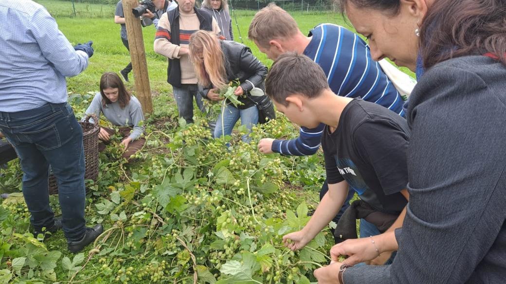 Studenti Střední hospodářské školy ve Frýdlantě si vypěstovali vlastní chmel, uvaří z něj i vlastní pivo.jpg