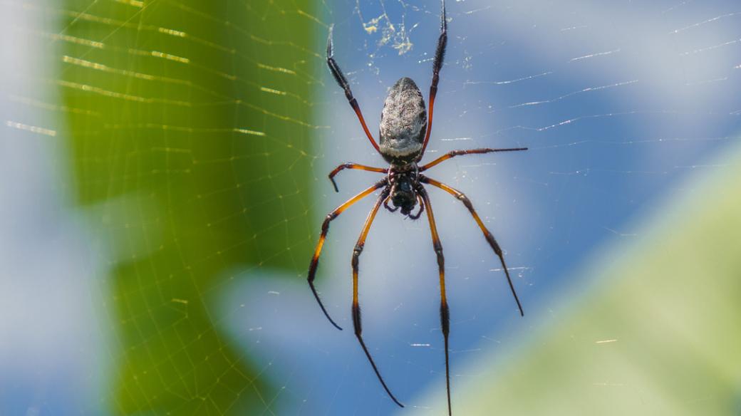 Expedice Z101, nebezpečná zvířata, pavouk Nephila inaurata