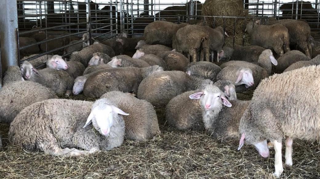 Ovce merinolandschaft na farmě v Muckově