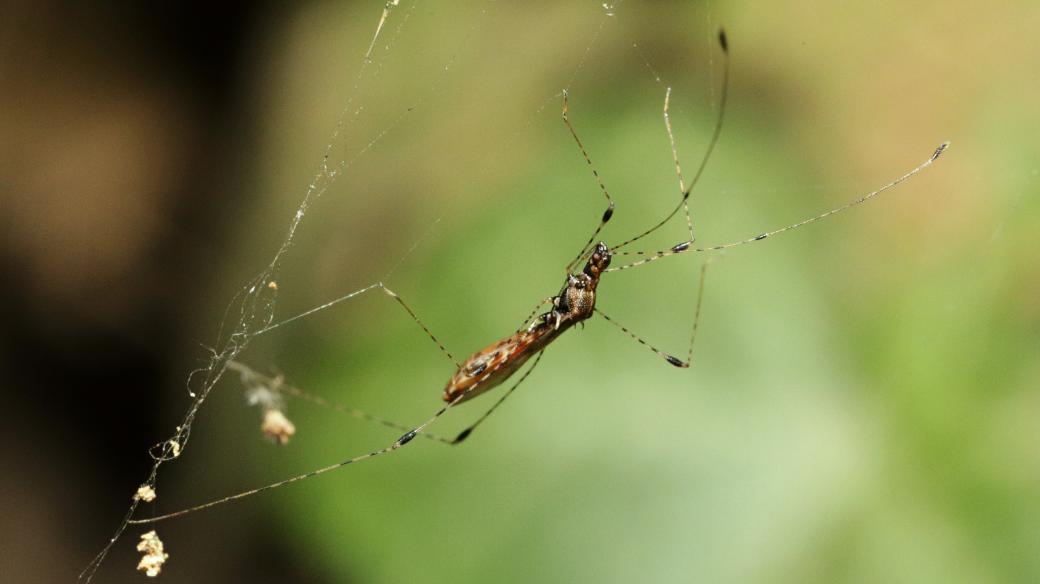 Štíhlenka pavoukomilná žije na valech pardubického zámku