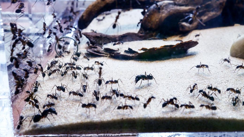 Mravenci v teráriu
