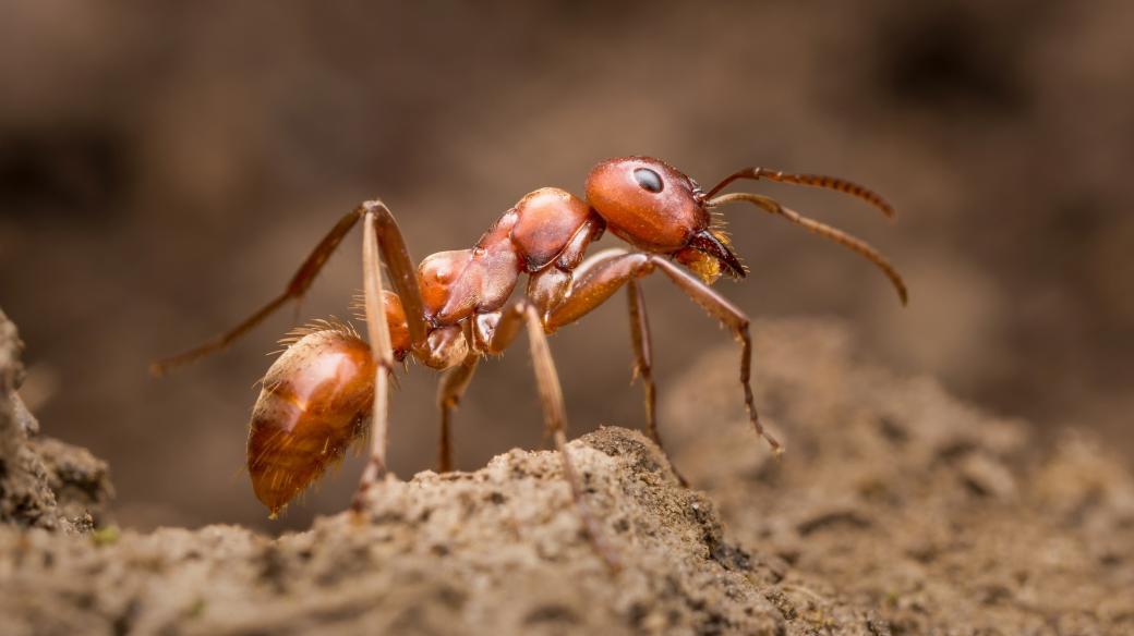 Mravenec (ilustrační foto)