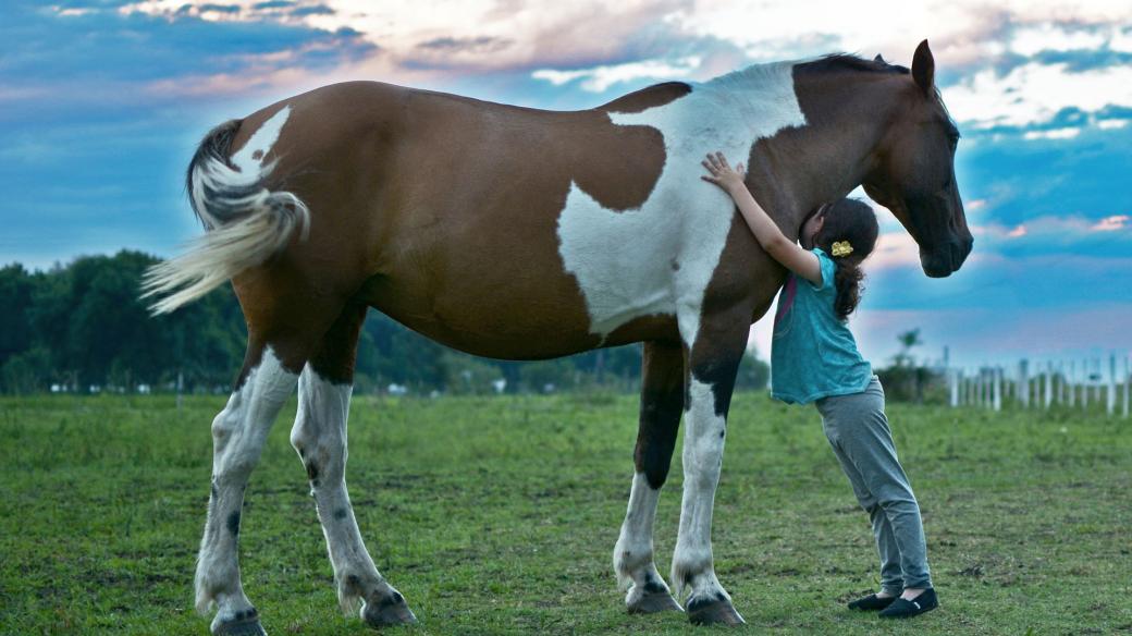 Koně - láska na celý život (ilustrační foto)