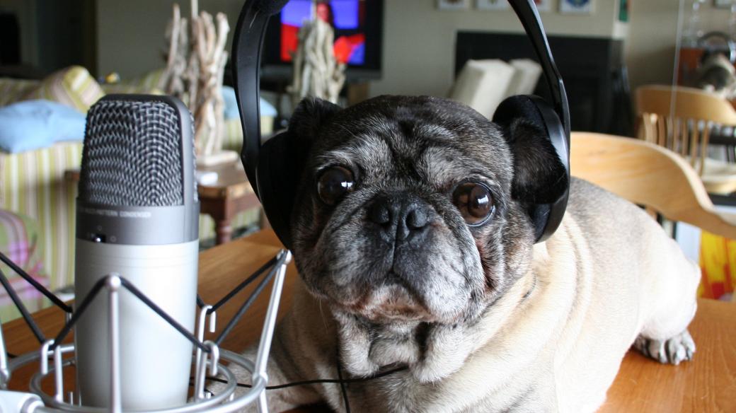 Pes, mikrofon, domácí studio