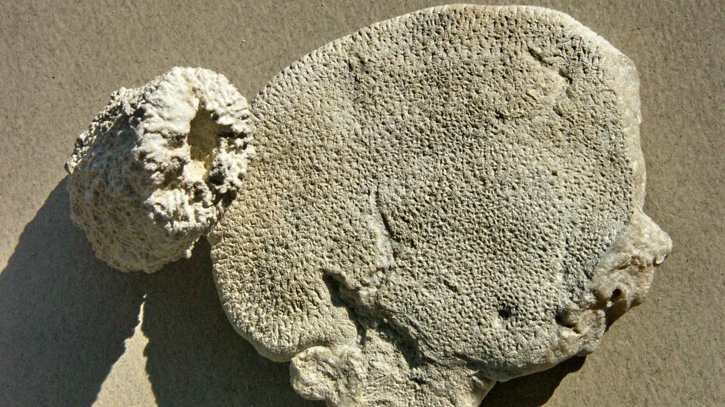 Zkamenělé živočišné mořské houby