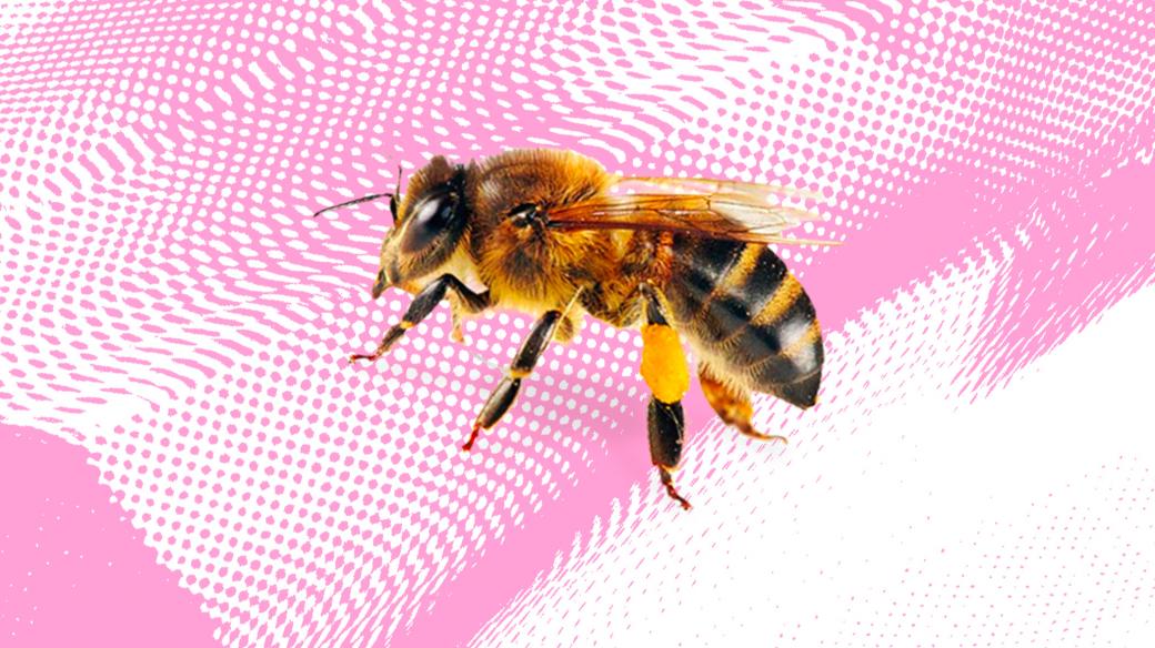 Mikrovlnky - včela