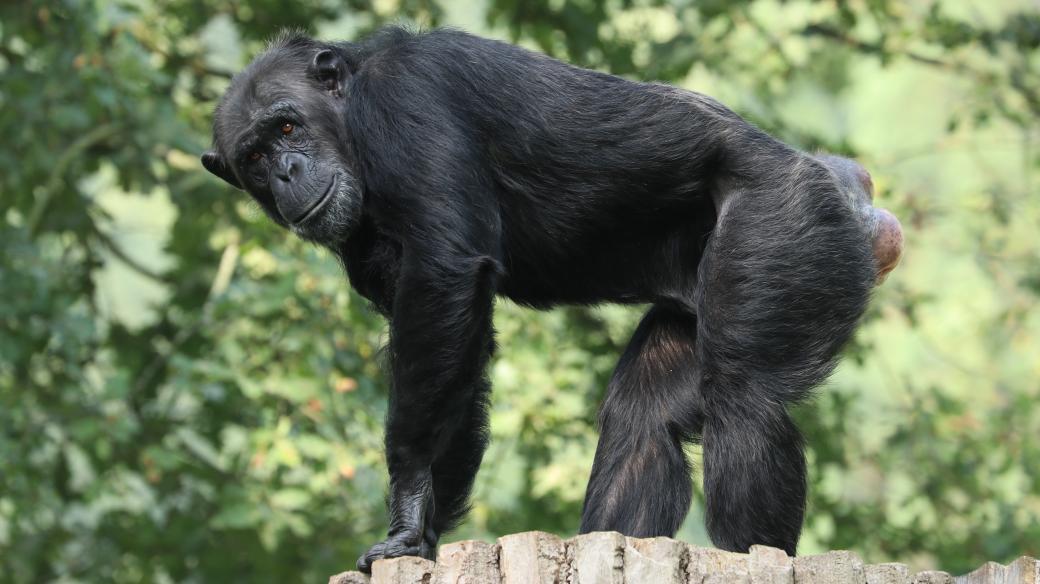 Šimpanz v plzeňské zoo