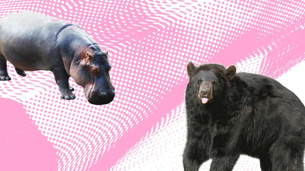 Mikrovlnky - hroši a medvědi