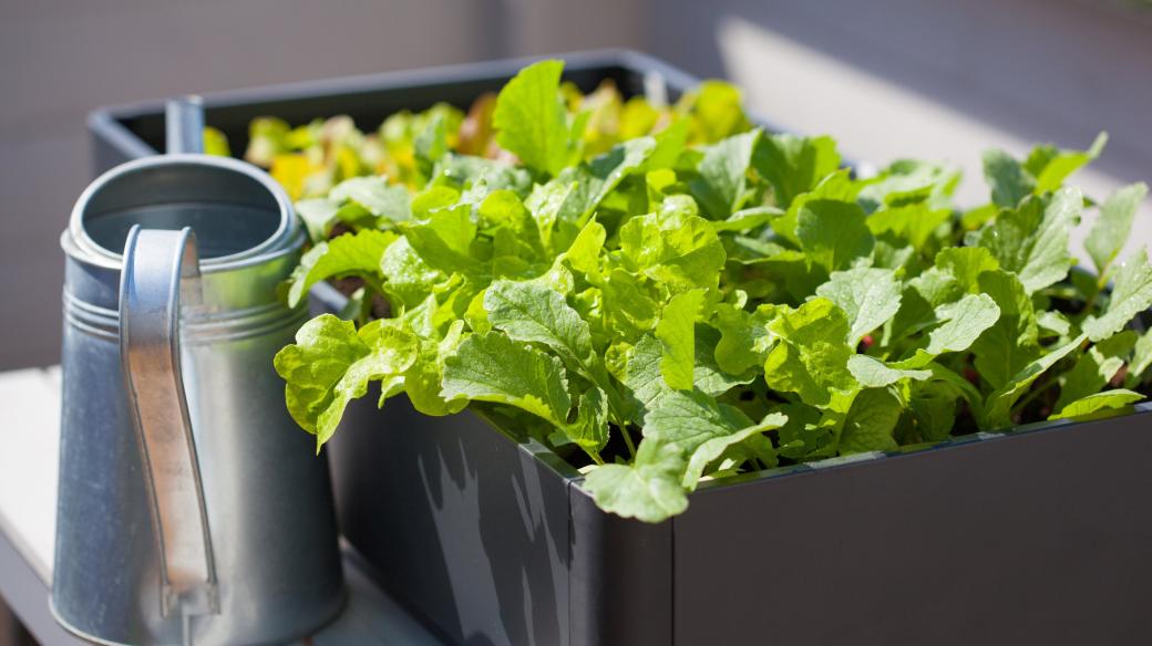 Salát můžete pěstovat i v truhlíku za oknem nebo na balkóně