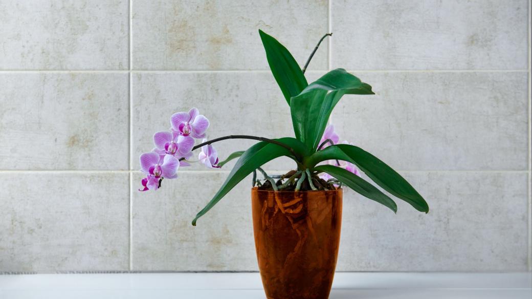 Orchidej phalenopsis