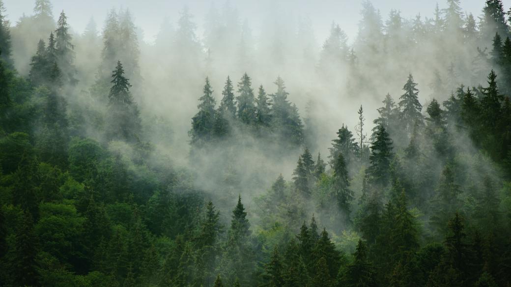 Severský les (ilustrační foto)