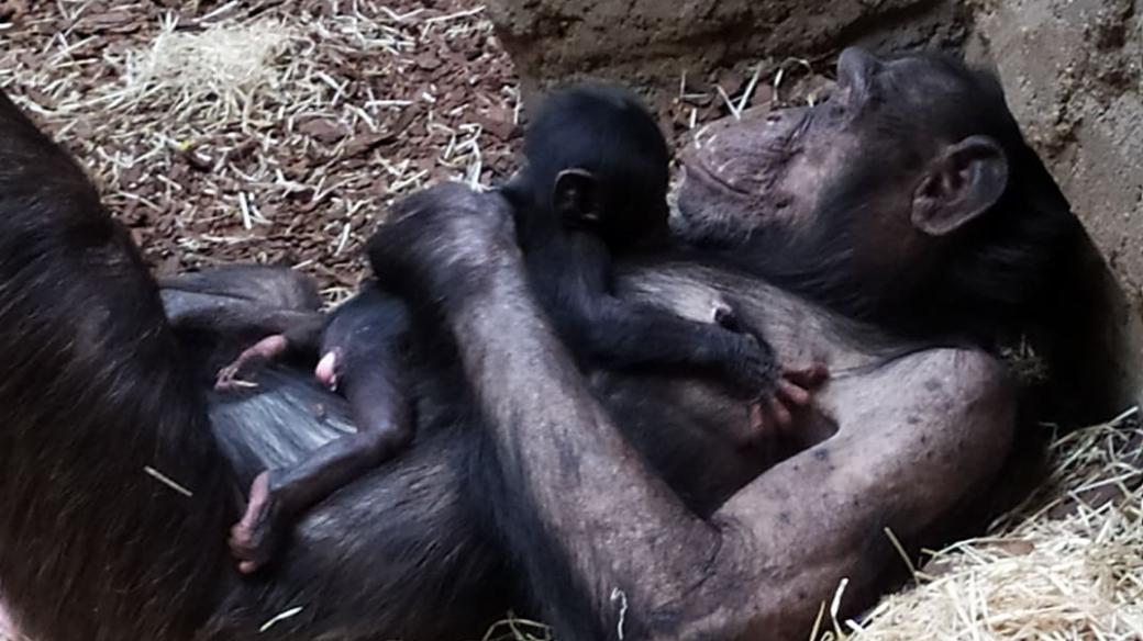 Šimpanzí samice s mládětem