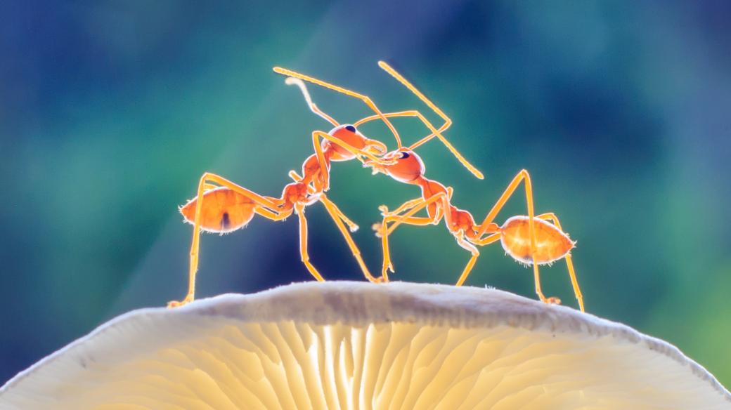 Mravenci jsou fascinující tvorečci