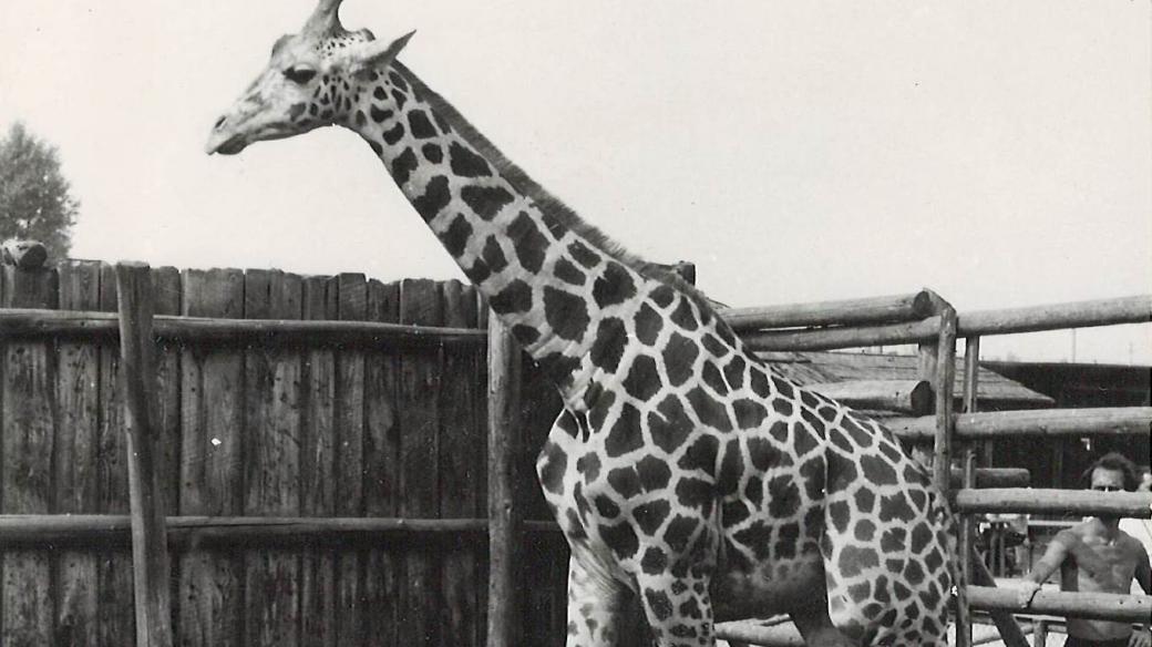 Pepík - první žirafa narozená ve Dvoře Králové nad Labem