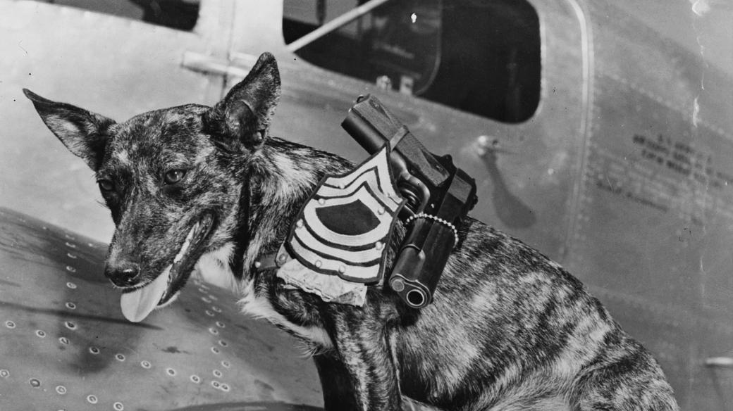 Druhá světová válka, psí hrdina s odznakem rotmistra v armádní letecké škole (Lubbock, Texas, 1942)