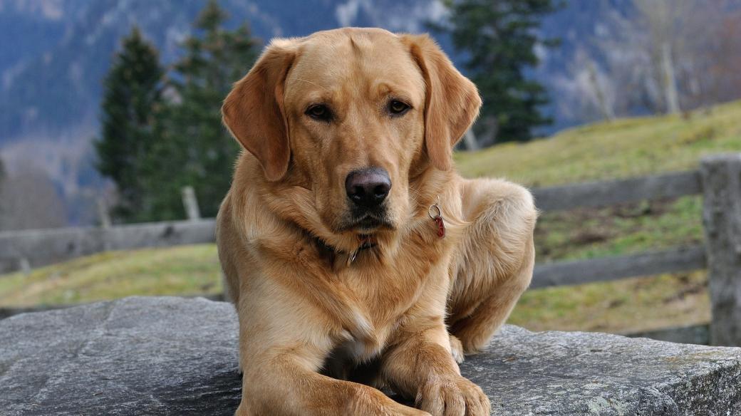 Labrador, pes, velké plemeno