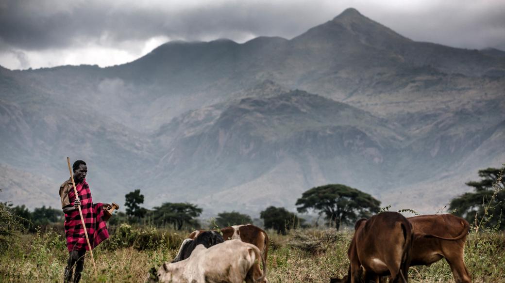 Pastevec se svým stádem, na pozadí ugandská hora Moroto