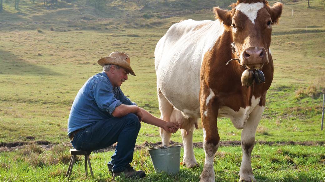 Kde se v krávě bere mléko?