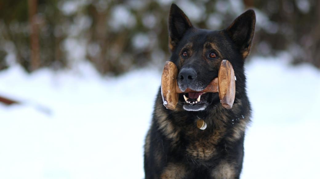 Pes Chipp ve službách Městské policie Žďár nad Sázavou