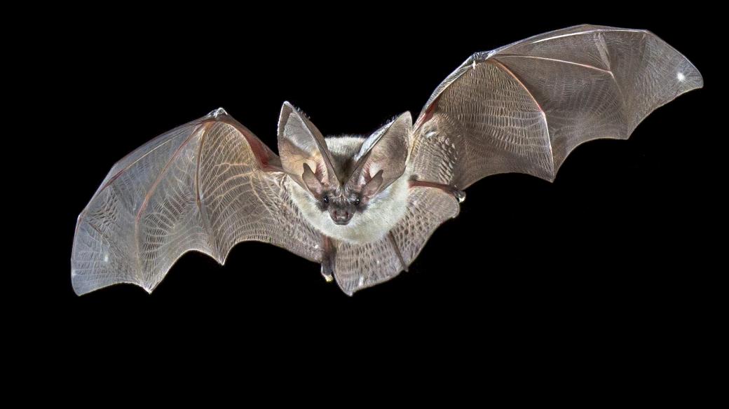 Při letu netopýr spoléhá na sluch a echolokaci