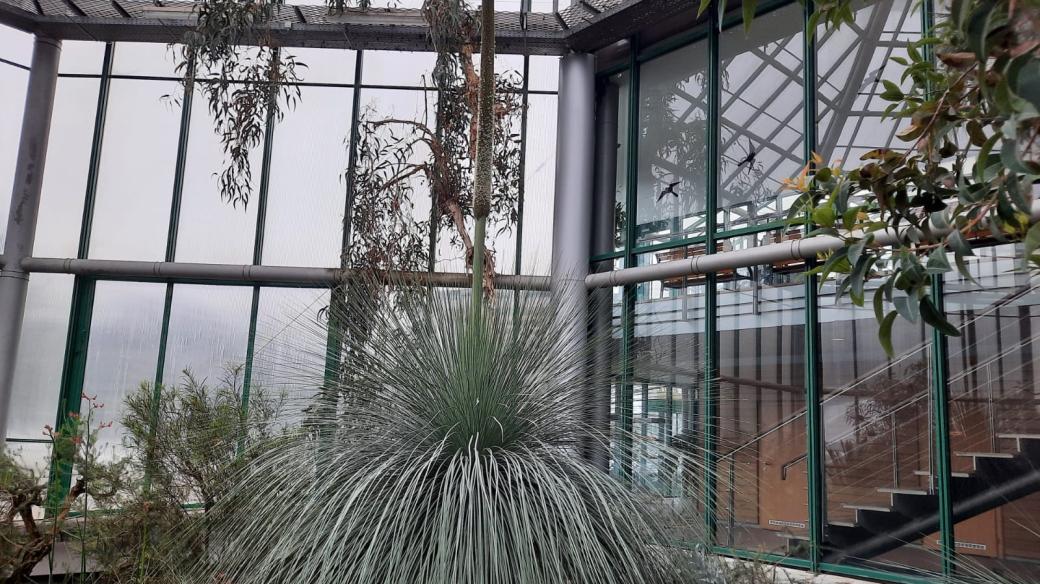 Žlutokap šedý v liberecké botanické zahradě vyrostl v Austrálii, rostlina je přes 100 let stará