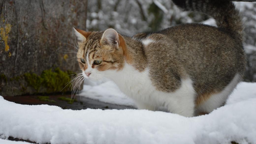 Kočka, zima, sníh