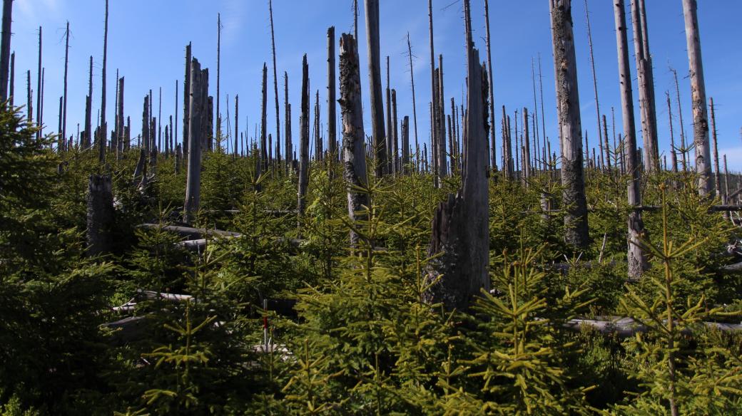 Desetitisíce stromků na jediném hektaru bezzásahové plochy rostou, aby utvořily nový dospělý les