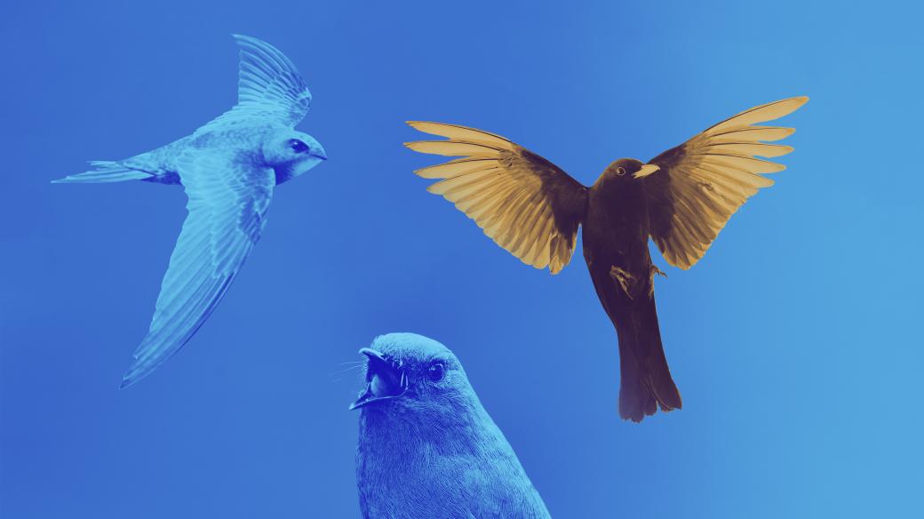 Svítání - Mezinárodní den ptačího zpěvu