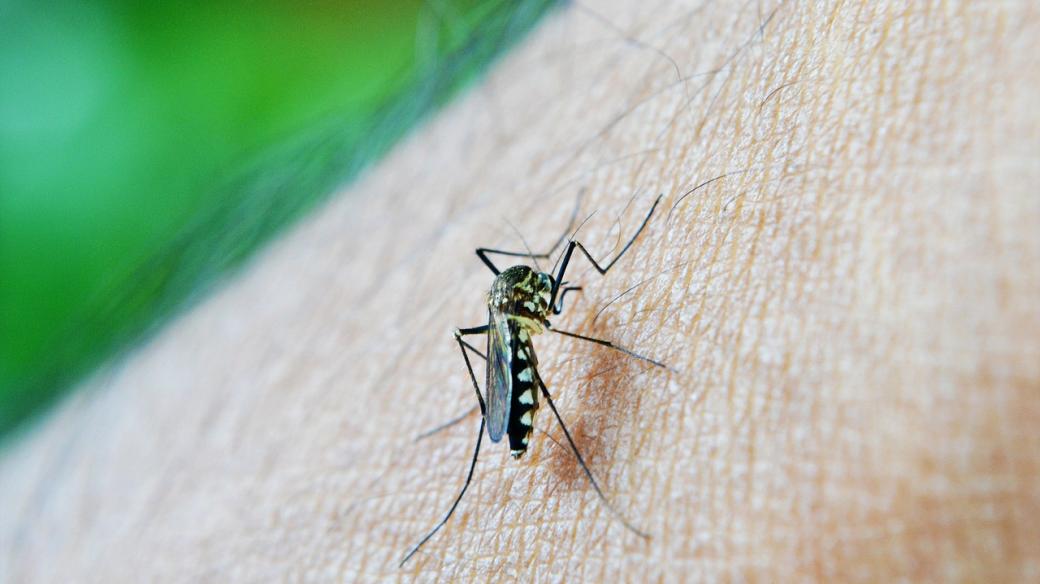 DDT bylo ve velkém nasazeno do boje s malárií, přenášenou komáry
