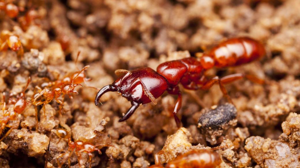 Mravenec rodu Dorylus
