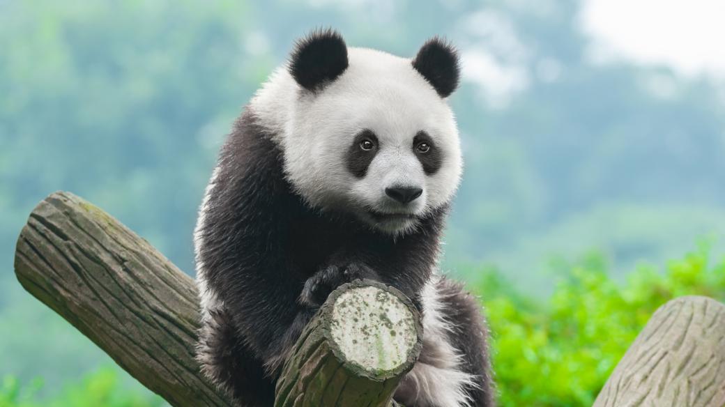 Kdo by se nechtěl pomazlit s rozkošnou pandou?
