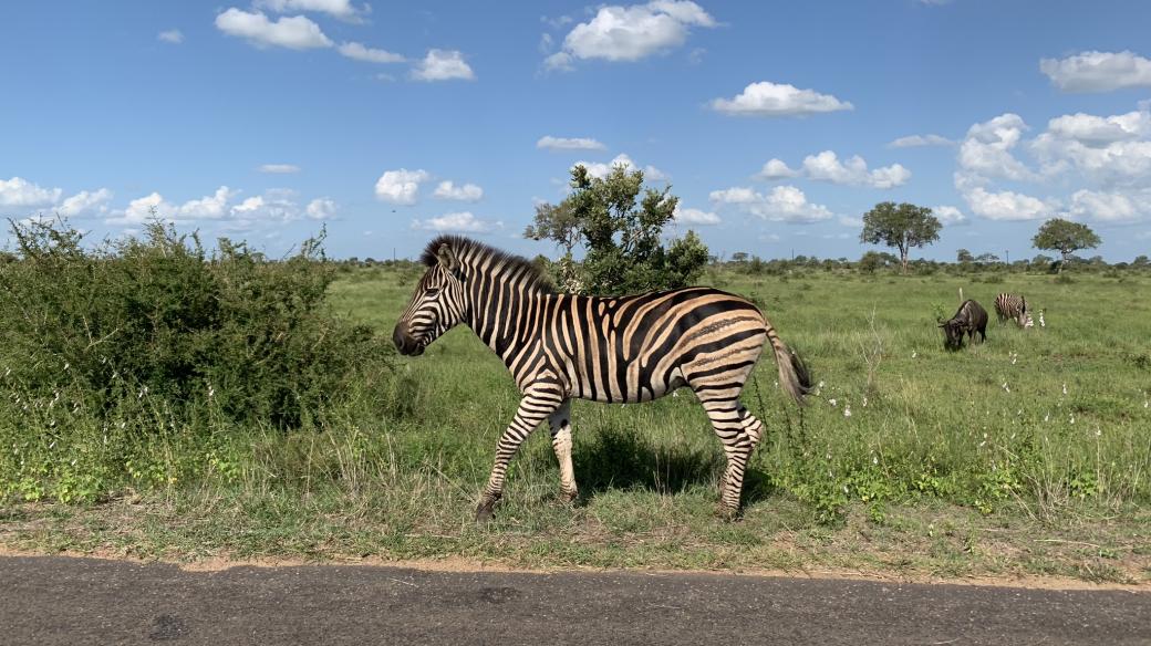 Zebra v Krugerově národním parku