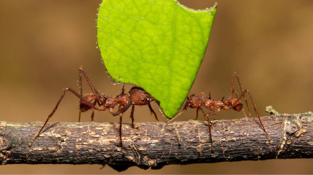 Mravenci střihači při práci