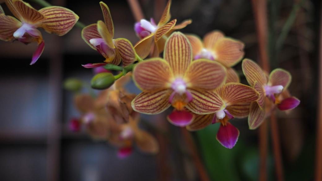 Výstava orchidejí na zámku ve Světlé nad Sázavou