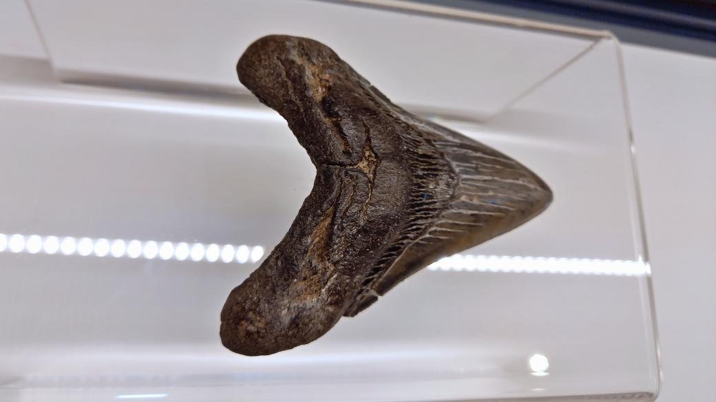 Jeden ze zubů pravěkého megalodona, který se našel poblíž Bílova na Novojičínsku