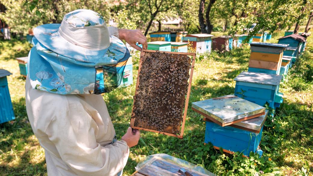 Včelař a jeho včely