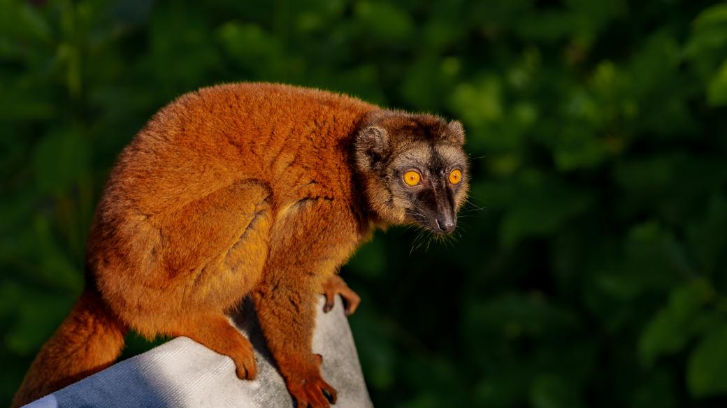Lemur na ostrově Mayotte