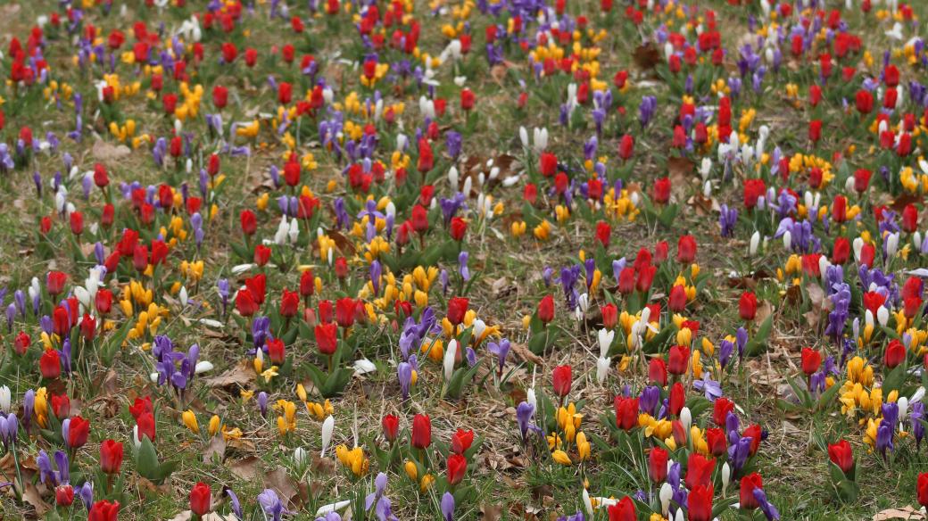 Rozkvetlá Holandská zahrada v olomouckém parku