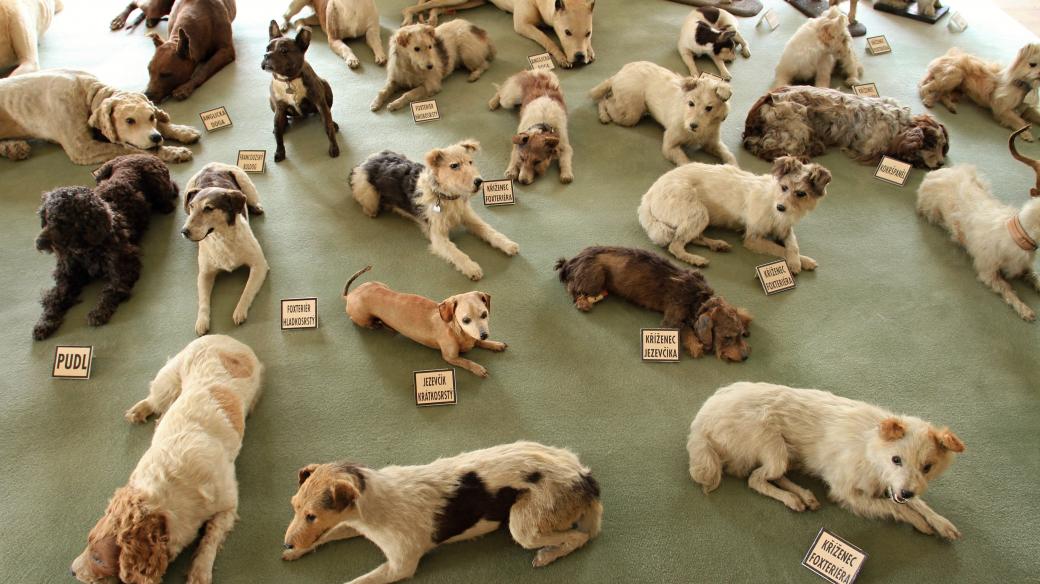 Sbírka vycpaných psů na hradě Bítov, která je považována za největší na světě