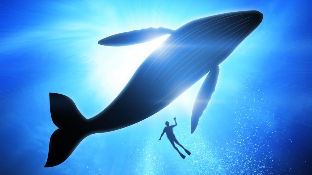 Najde velryba Varvara štěstí?