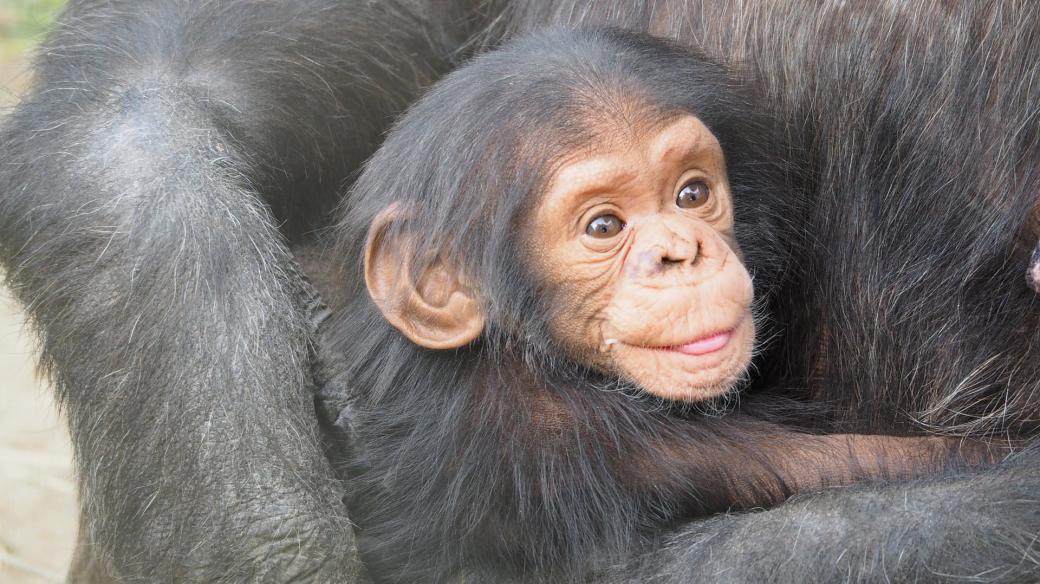 Šimpanzí mládě