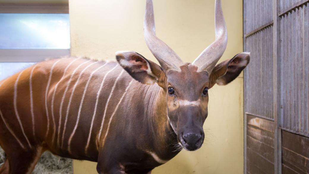 Samec bonga horského v Safari Parku Dvůr Králové