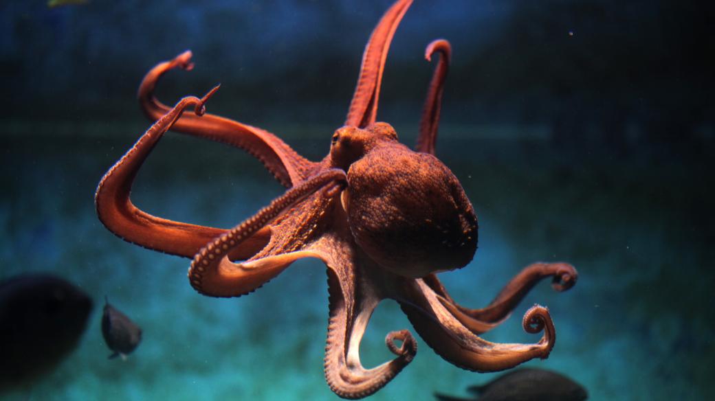 Chobotnice jsou fascinující zvířata