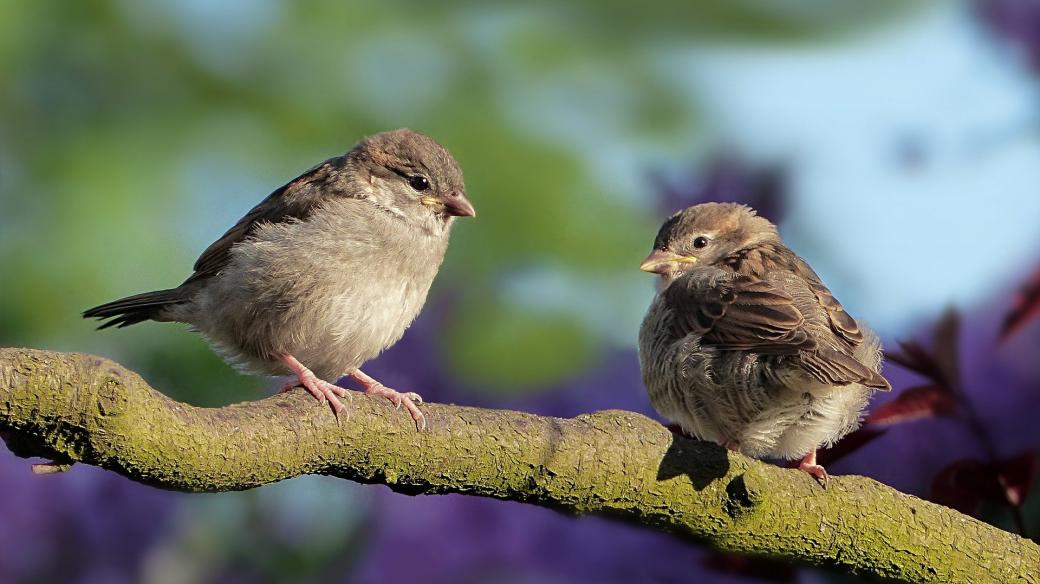 I nejrozšířenější ptačí druh na světě má svůj svátek. 20. březen je Světovým dnem vrabců