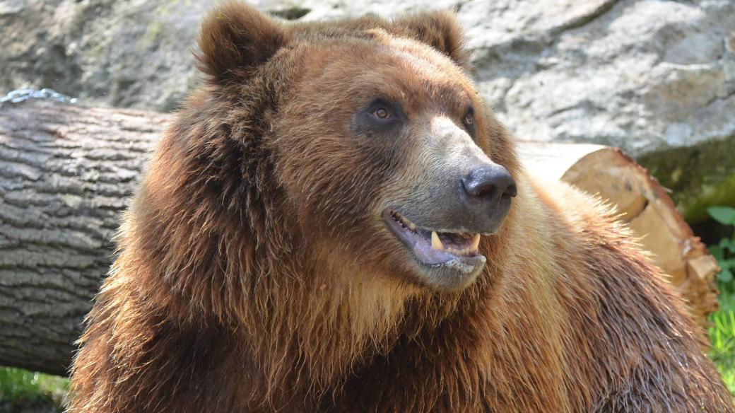 Medvěd kamčatský Bruno ze zoo v Děčíně