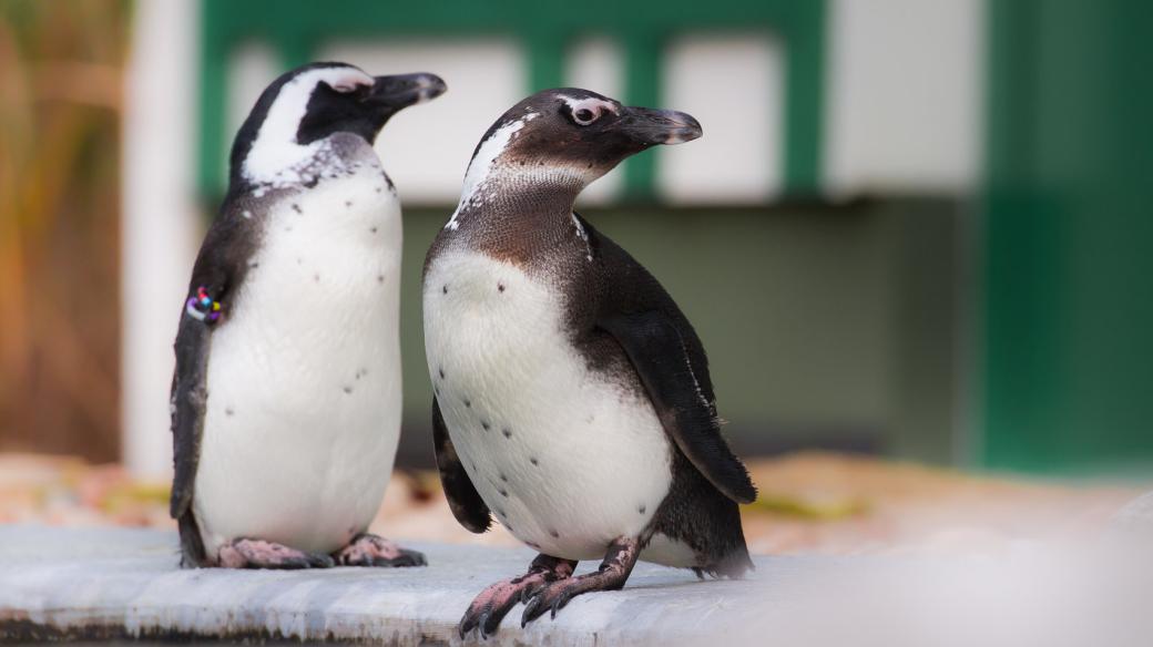Tučňáci se v Safari Parku Dvůr Králové koupou i v mrazech