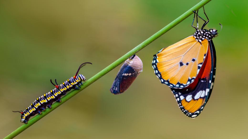 Fáze vývoje motýla